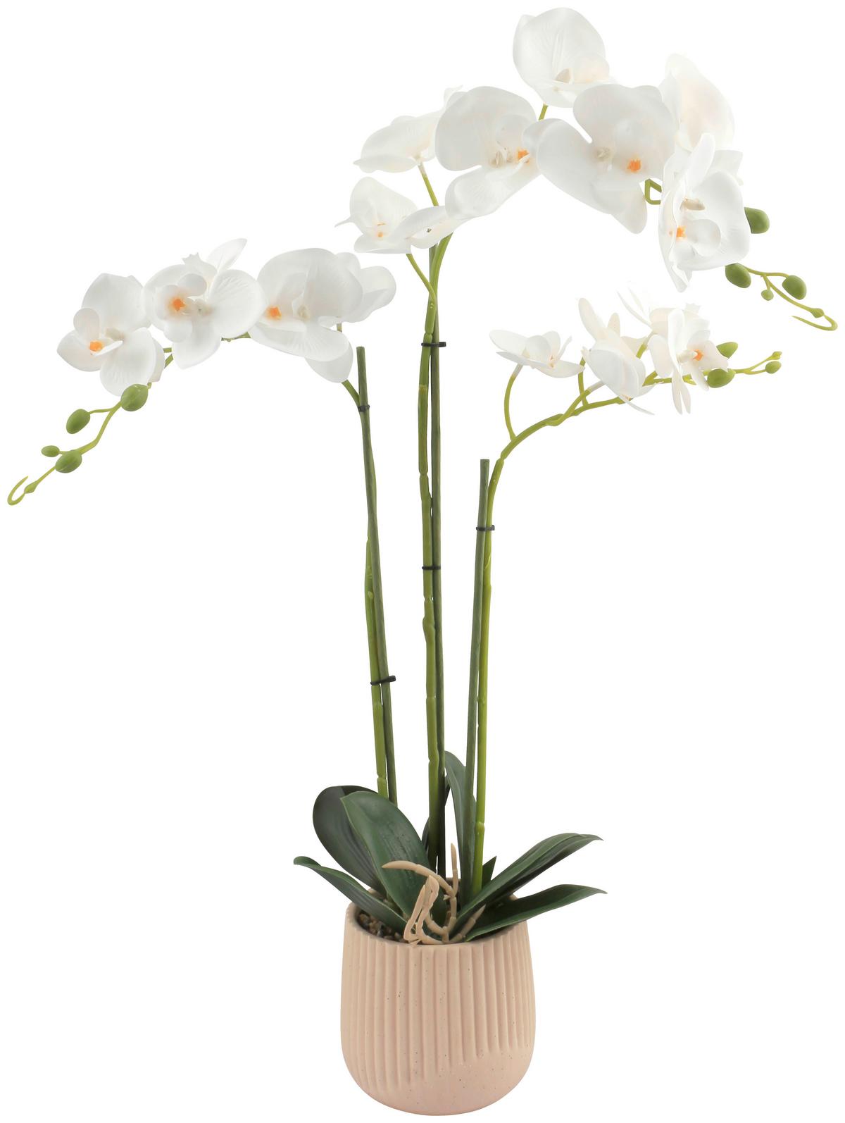 Orchidee Olivia - Gelb/Erlefarben, KONVENTIONELL, Keramik/Papier (12/62cm) - Luca Bessoni