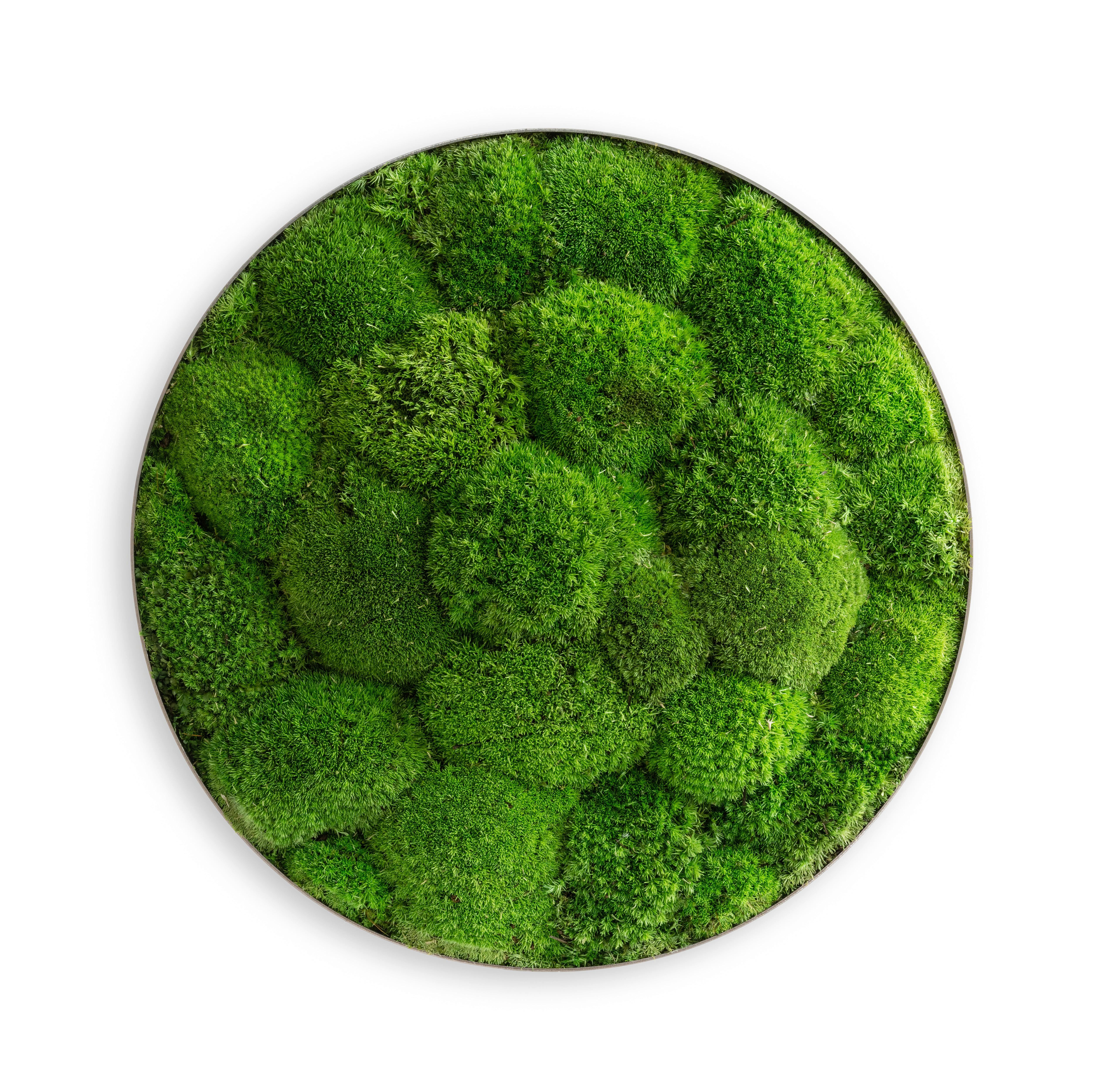 Moosbild Grün 3-Teilig - Grün, Basics, Naturmaterialien/Metall (80/10cm)