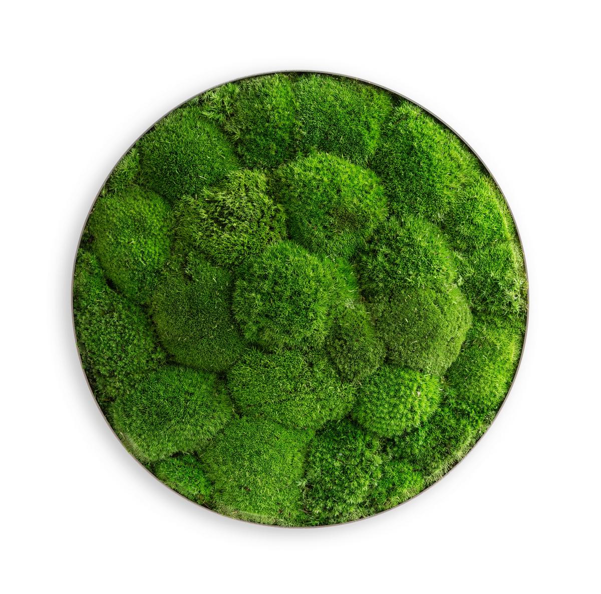 Moosbild Grün 3-teilig - Grün, Basics, Naturmaterialien/Metall (80/10cm)