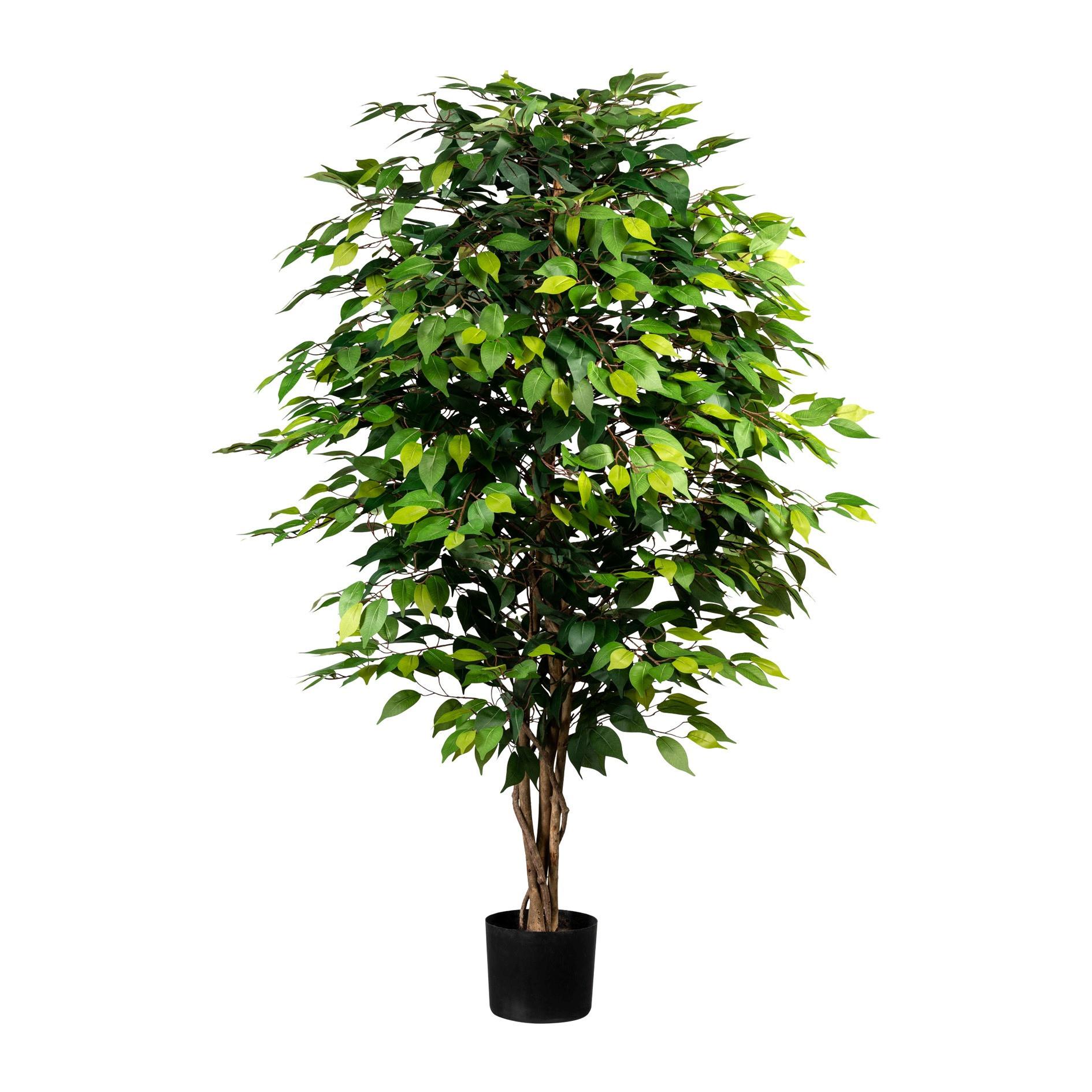 Kunstpflanze Ficus Benjamina H: 150 cm - Schwarz/Braun, Design, Naturmaterialien/Kunststoff (150cm) - P & B