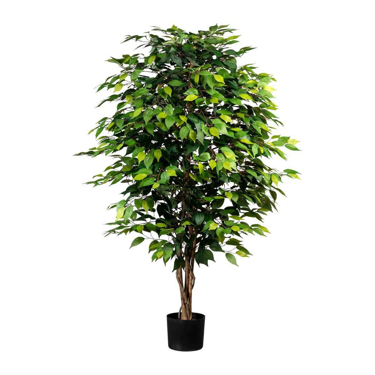Kunstpflanze Ficus Benjamina H: 150 Cm - Schwarz/Braun, Design, Naturmaterialien/Kunststoff (150cm) - P & B