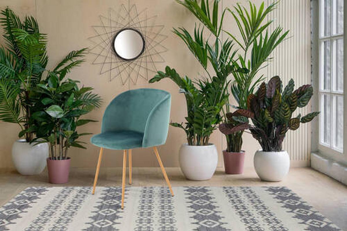 Schalenstuhl Celina Grün Gepolstert 2er-Set - Grün, Design, Kunststoff/Textil (54/84/56cm) - Kayoom