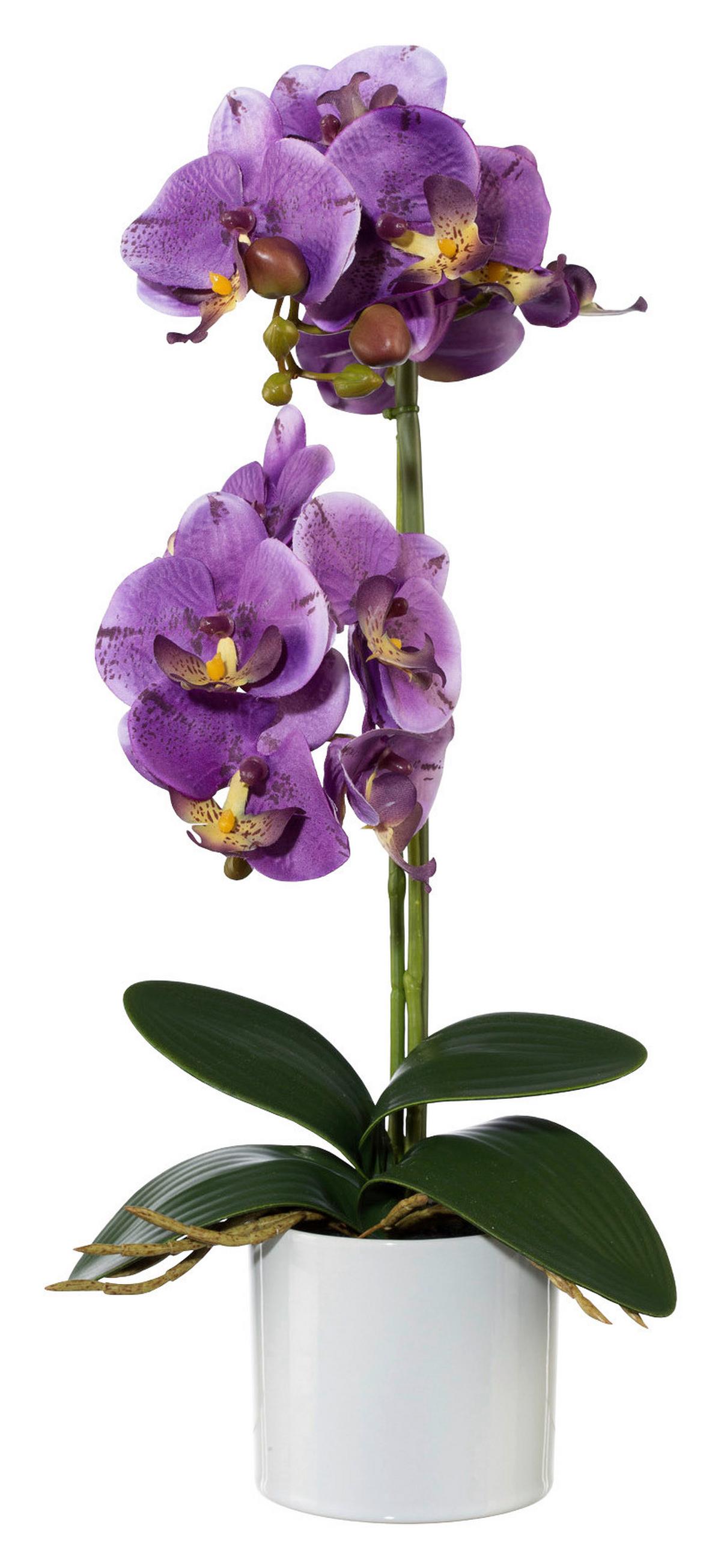 UMĚLÁ ROSTLINA PHALÄNOPSIS II - bílá/zelená, Romantický / Rustikální, kov/plast (45cm) - Modern Living
