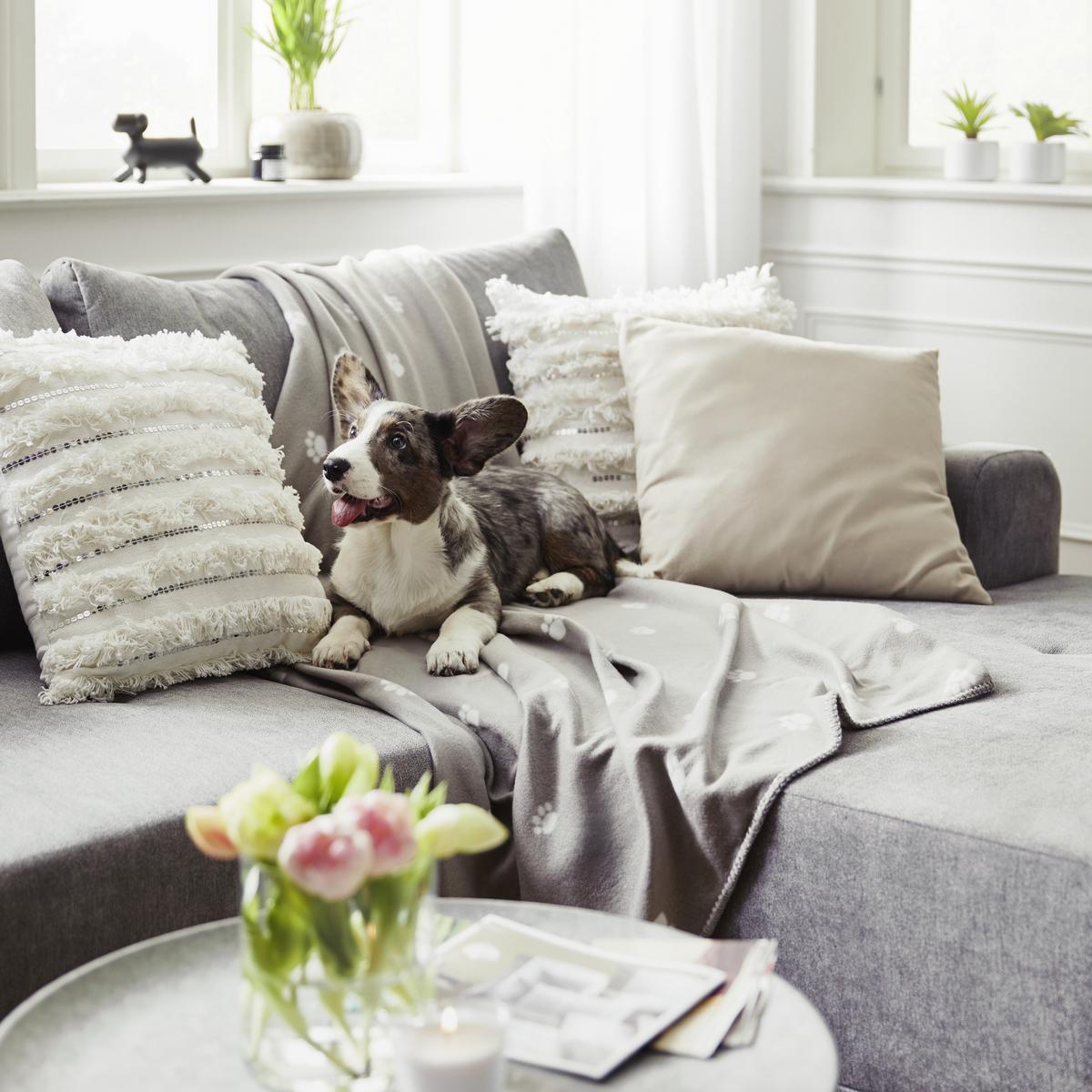 MĚKKÁ DEKA Pet, 120//150cm, šedá - béžová, textil (120/150cm) - Modern Living