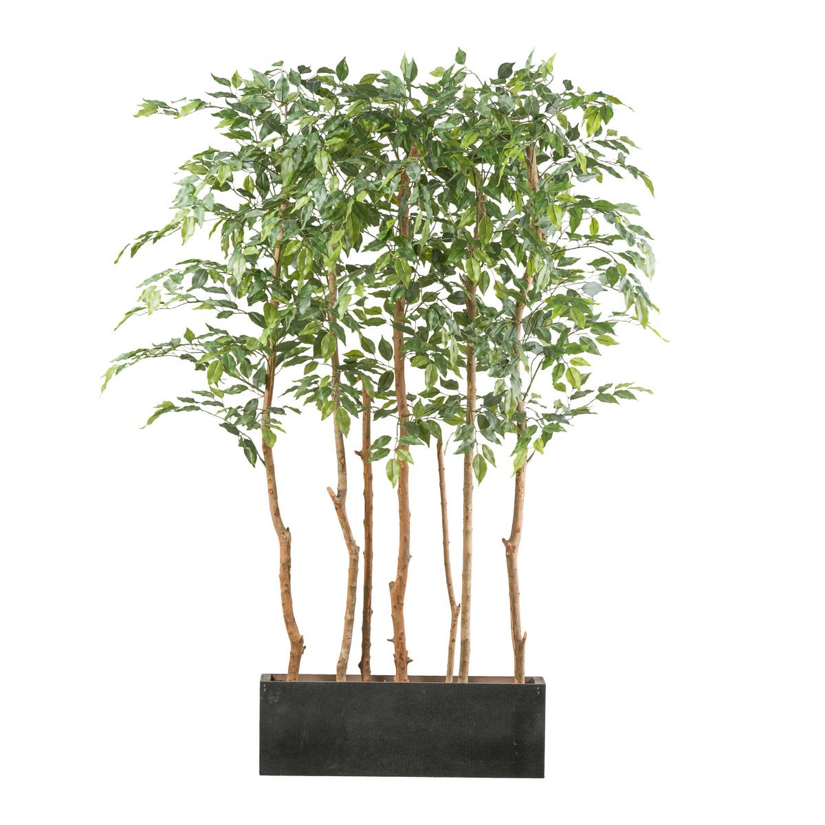 Kunstpflanze Ficus Benjamina H: 160 Cm - Schwarz/Braun, Design, Holz/Kunststoff (160cm) - P & B