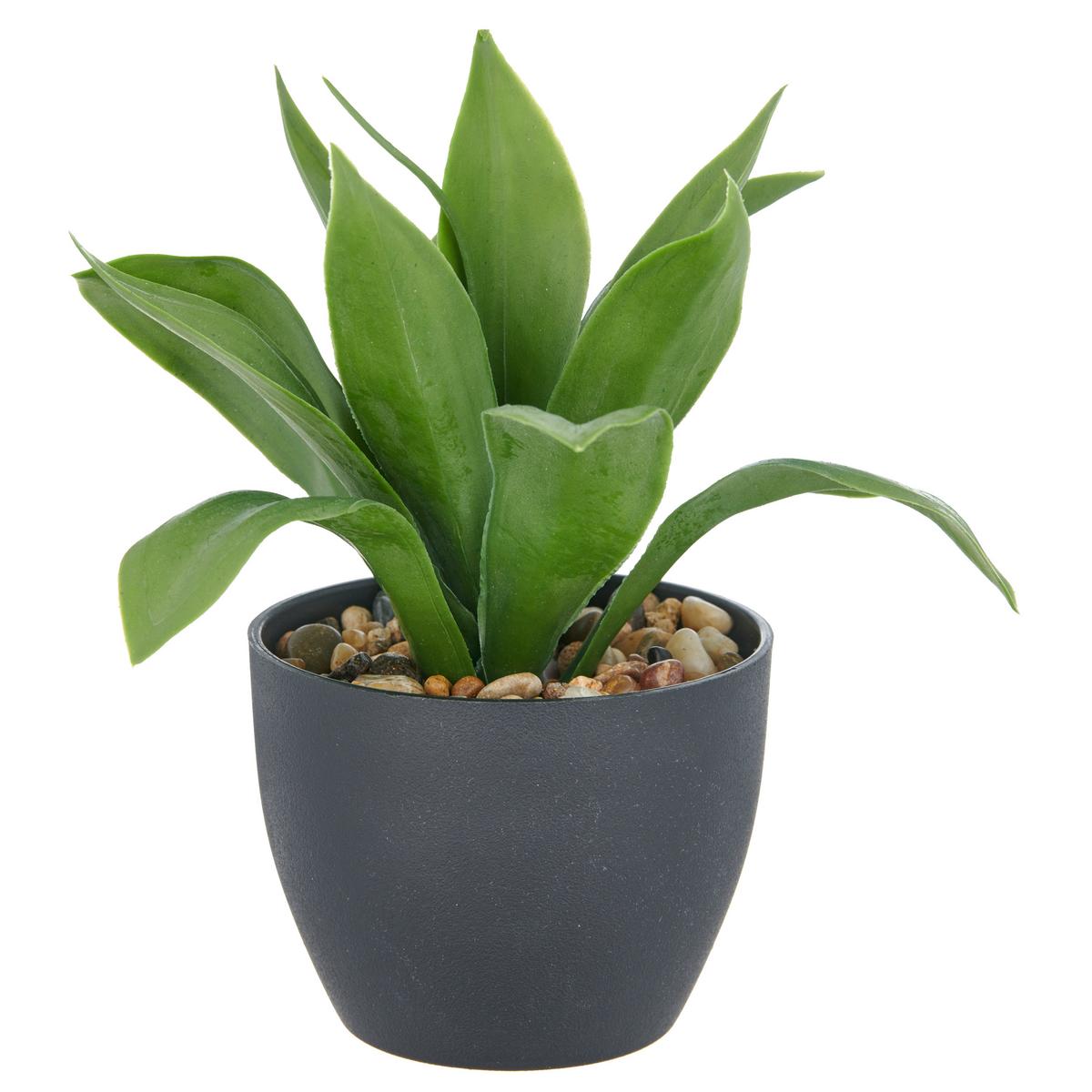 Sukkulente Grün Schwarz B: 11 Cm - Schwarz/Grün, Basics, Kunststoff (20cm) - P & B