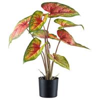 Kunstpflanze H: 55 cm - Rot/Schwarz, Design, Kunststoff (55cm)