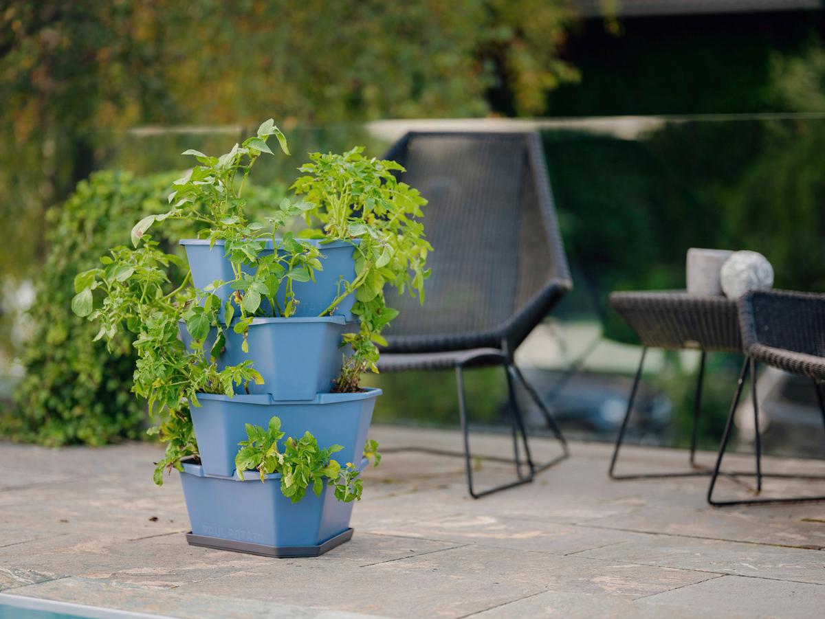 Pflanztopf Paul Potato Starter Blau - Blau, Basics, Kunststoff (44/65/44cm) - Gusta Garden