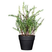 Kunstpflanze Kräuter Grün/schwarz, 24 Cm - Schwarz/Braun, Design, Kunststoff (24cm) - P & B