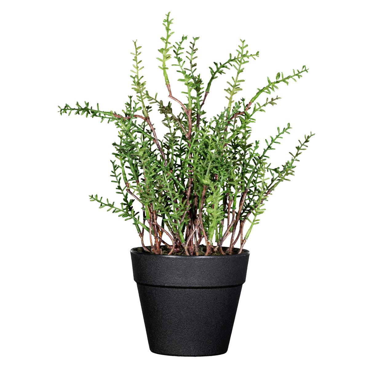 Kunstpflanze Kräuter Grün/schwarz, 24 Cm - Schwarz/Braun, Design, Kunststoff (24cm) - P & B