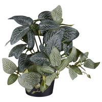 Umělá rostlina Fittonia, V: ca. 19cm - černá/zelená, Basics, plast (19cm) - Modern Living