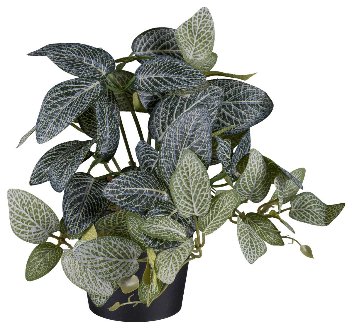 Umělá rostlina Fittonia, V: ca. 19cm - černá/zelená, Basics, plast (19cm) - Modern Living