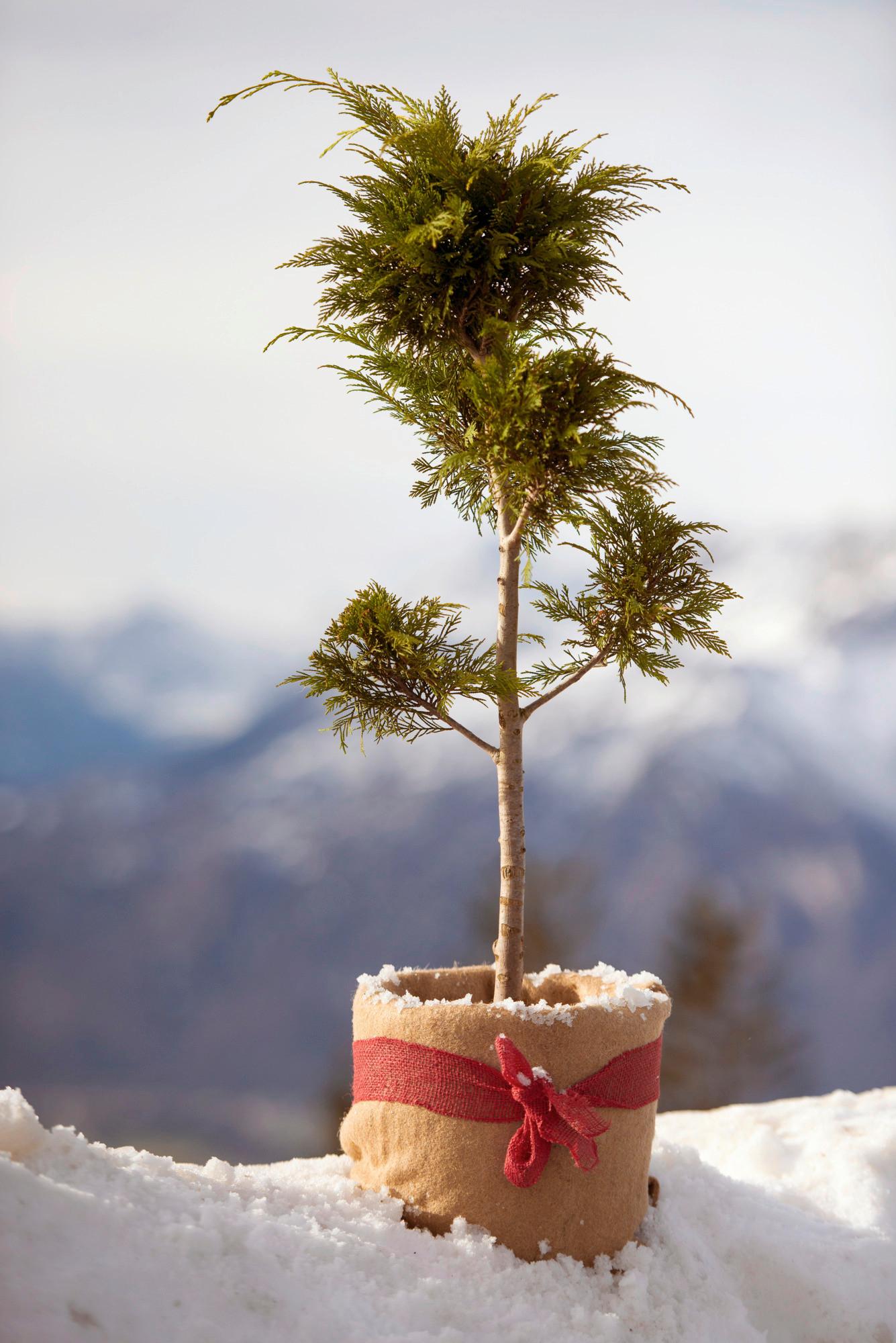 Winterschutz Vliesmatte 100x300 Cm, Jute - Naturfarben, Basics, Textil (100/300cm) - Windhager