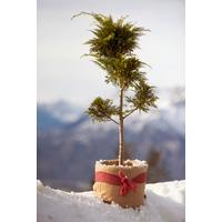 Winterschutz Vliesmatte 100x300 Cm, Jute - Naturfarben, Basics, Textil (100/300cm) - Windhager