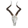 Geweih Braun Weiß B: 33 Cm - Weiß/Braun, LIFESTYLE, Kunststoff (33/64/11,5cm)