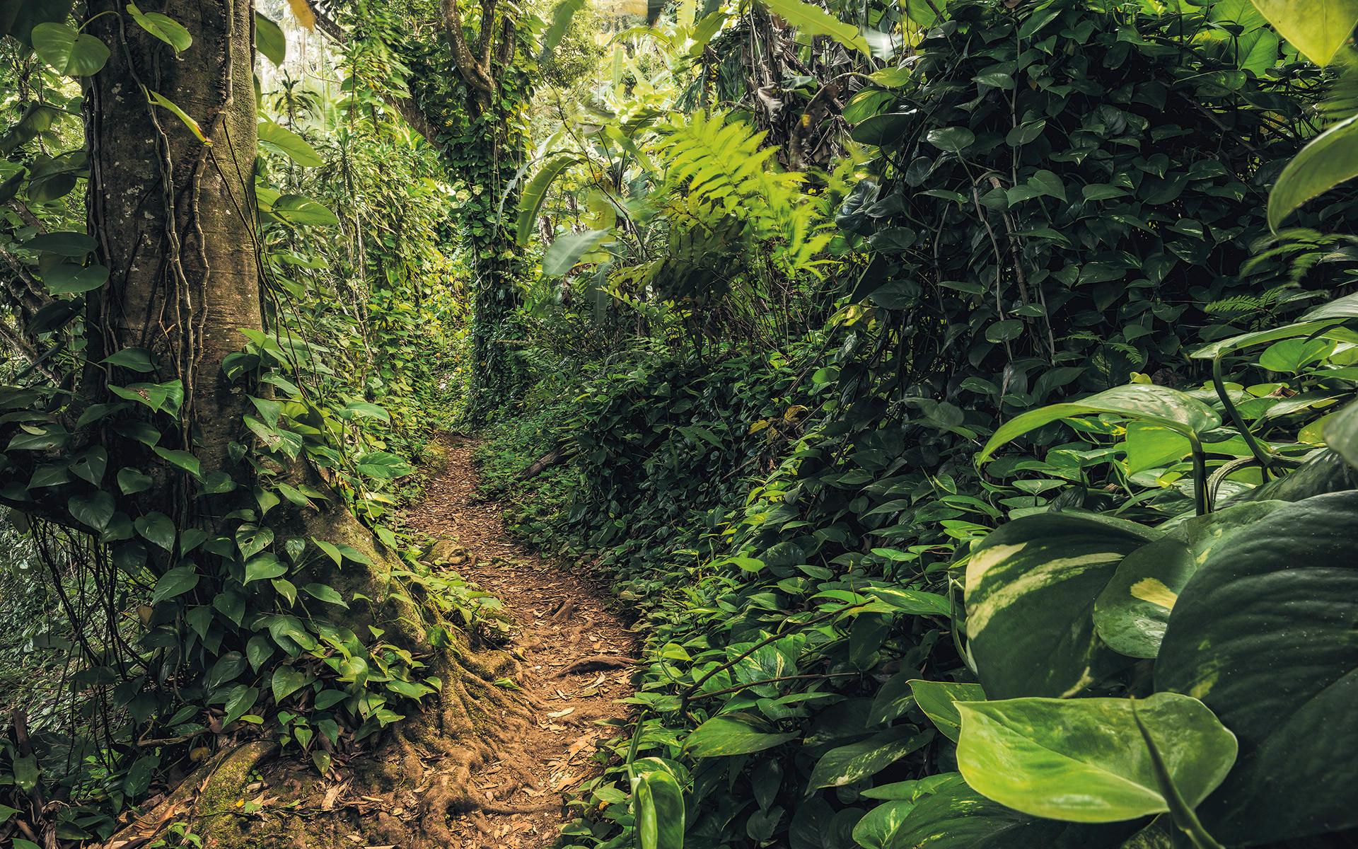 Vliestapete Sh072-Vd4 Path Of Dreams - Natur (400/250cm)
