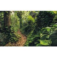 Vliestapete Sh072-Vd4 Path Of Dreams - Natur (400/250cm)