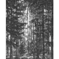Vliestapete Lustres Lapland - Schwarz/Weiß, Basics (200/250cm) - Komar
