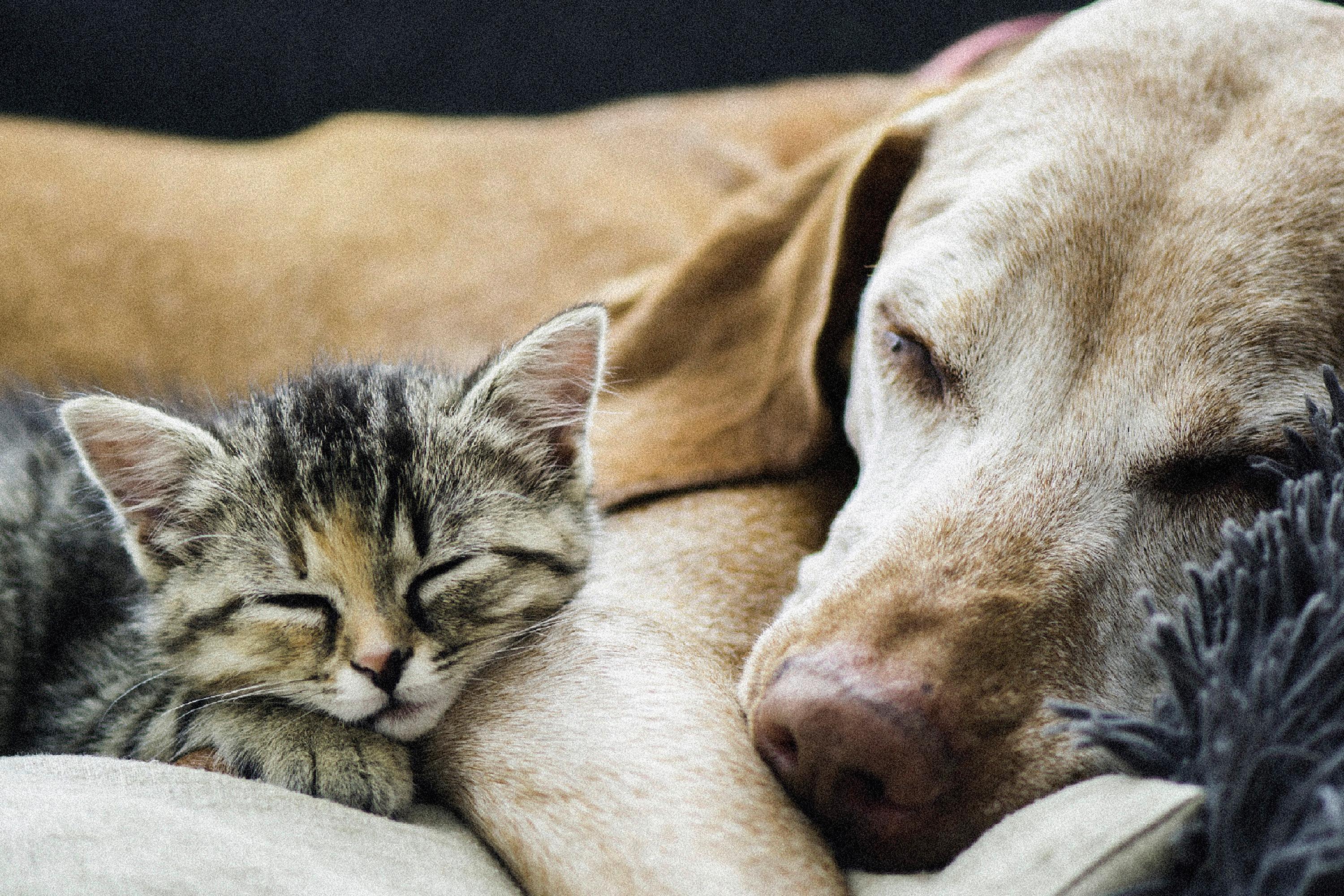 Fußmatte Velvet 006083-1 - Multicolor, Basics, Textil (40/60cm)