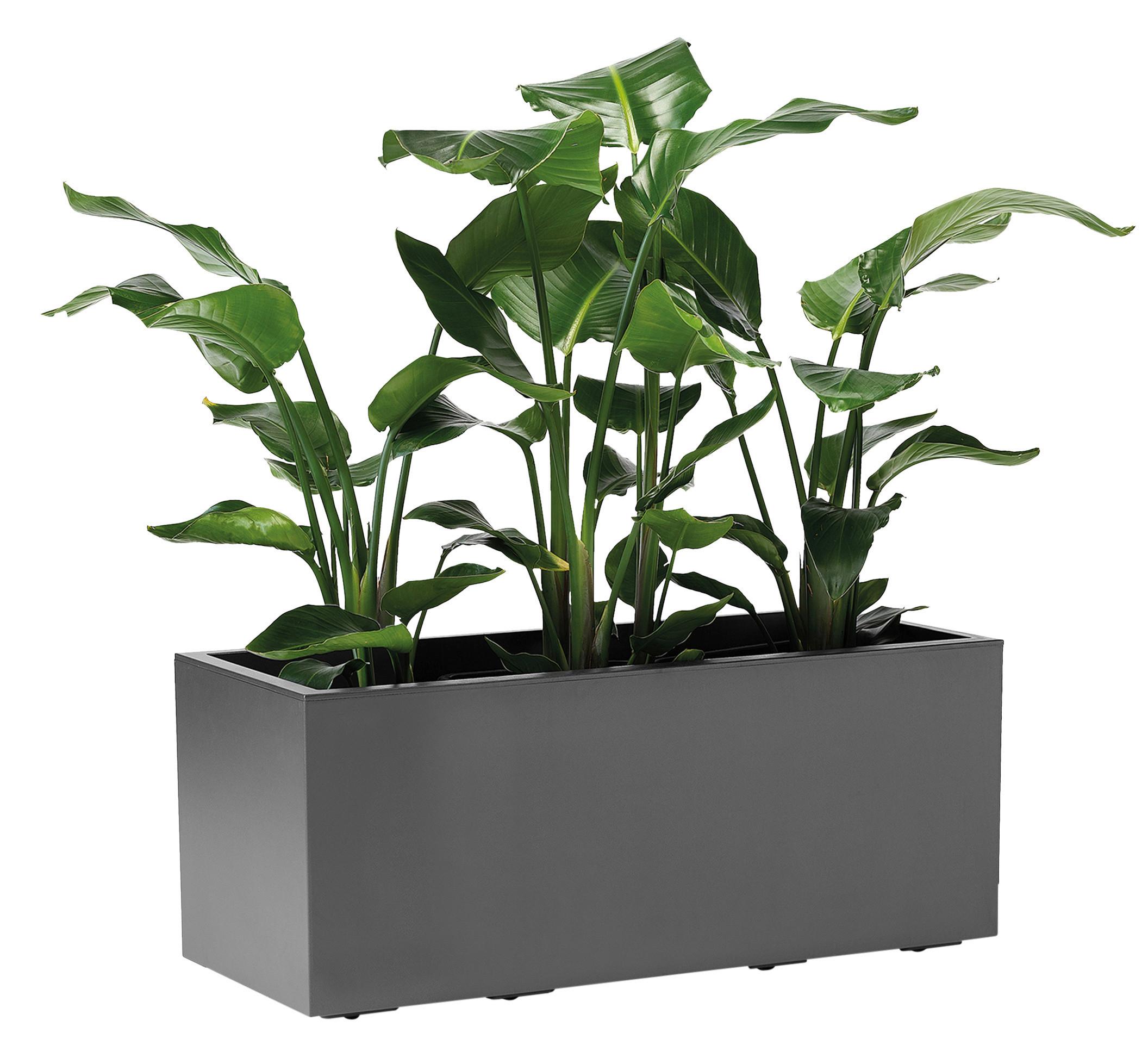 Blumenkasten Anthrazit B: 99,5 cm - Anthrazit, Basics, Kunststoff (99,5/39,5/39,5cm)
