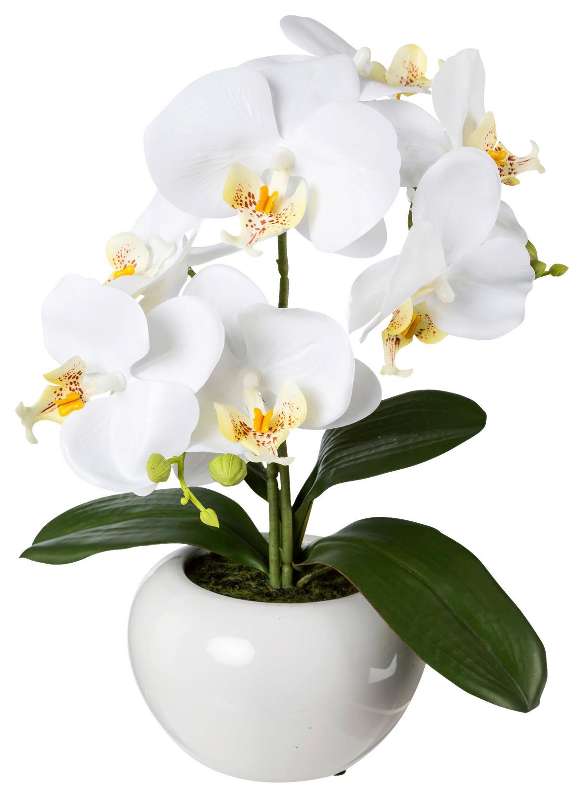 Kunstpflanze Orchideen Weiß, Inkl. Topf, H: 35 Cm - Weiß/Grün, Design, Keramik/Kunststoff (35cm) - P & B