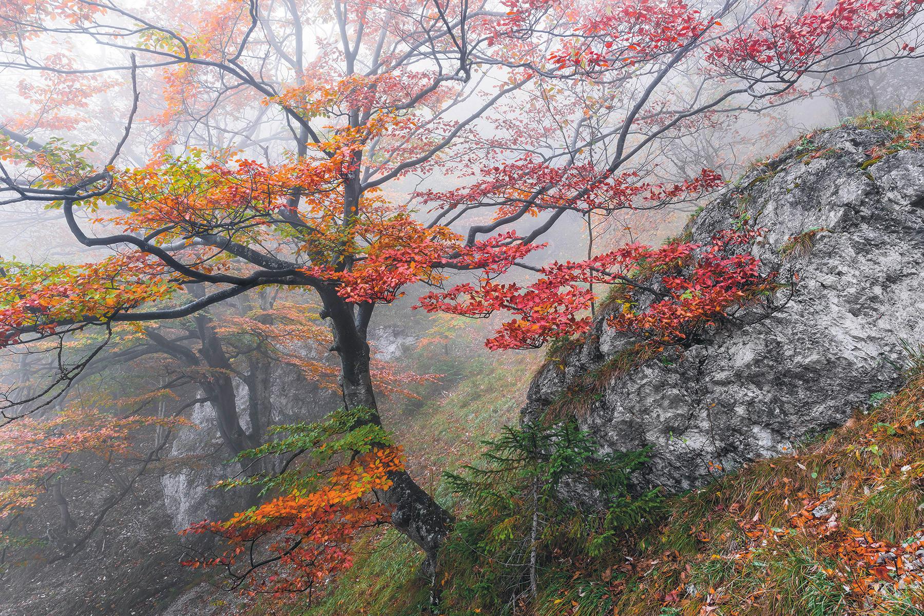 Vliestapete Sh031-Vd3 Euphoria - Natur (300/200cm)