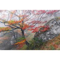 Vliestapete Sh031-Vd3 Euphoria - Natur (300/200cm)