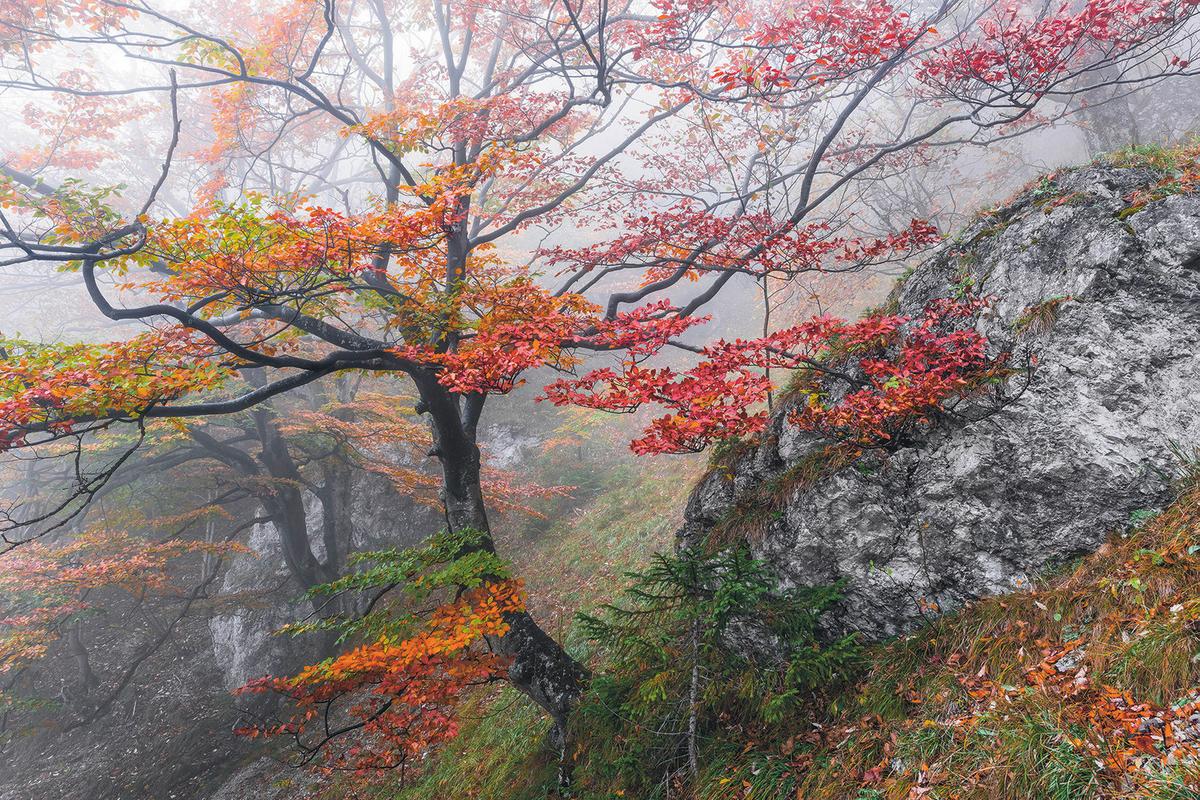 Vliestapete Sh031-Vd3 Euphoria - Natur (300/200cm)