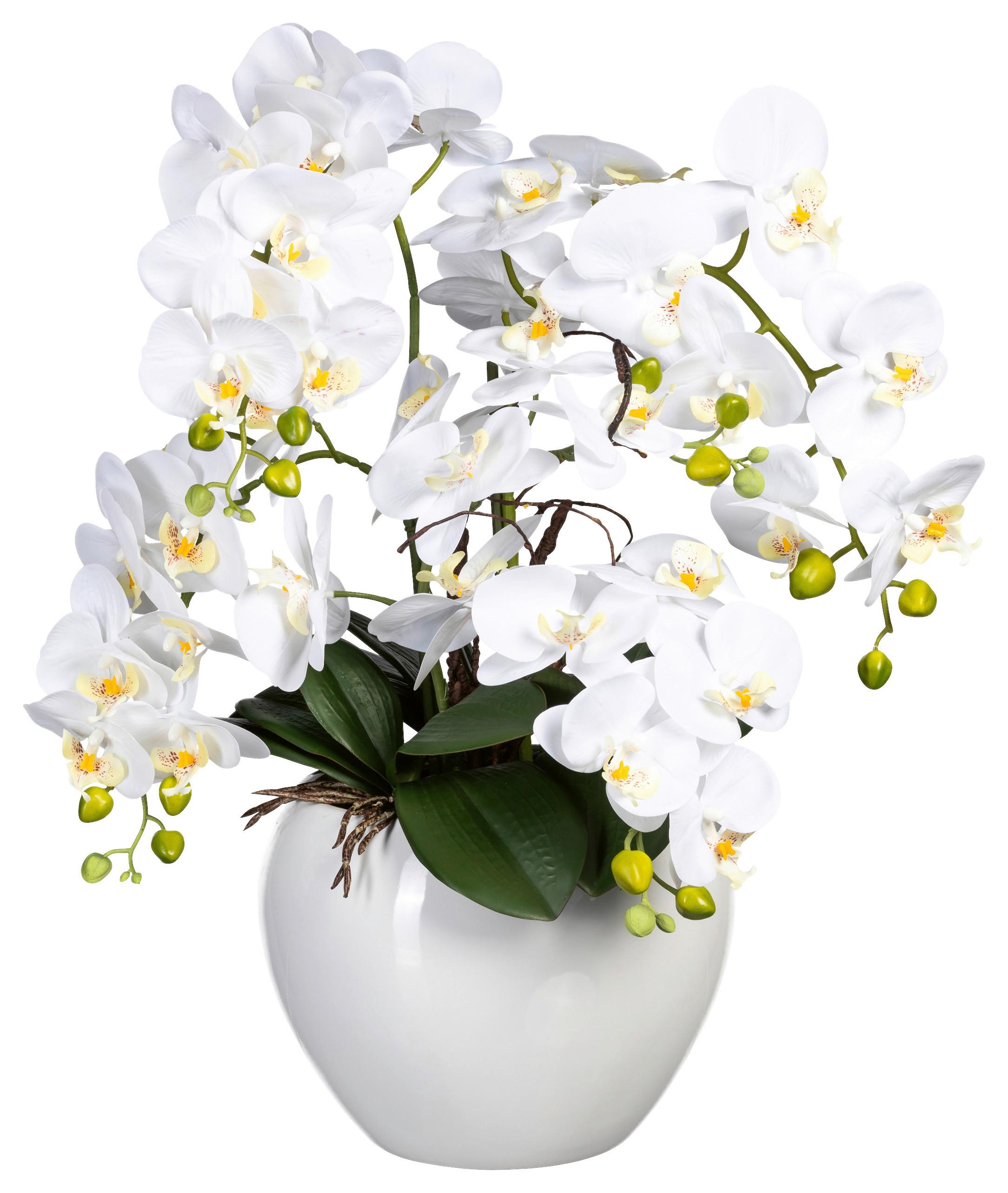 Kunstpflanze Orchideen Grün/Weiß, 56 cm - Weiß/Grün, Design, Keramik/Kunststoff (56cm) - P & B