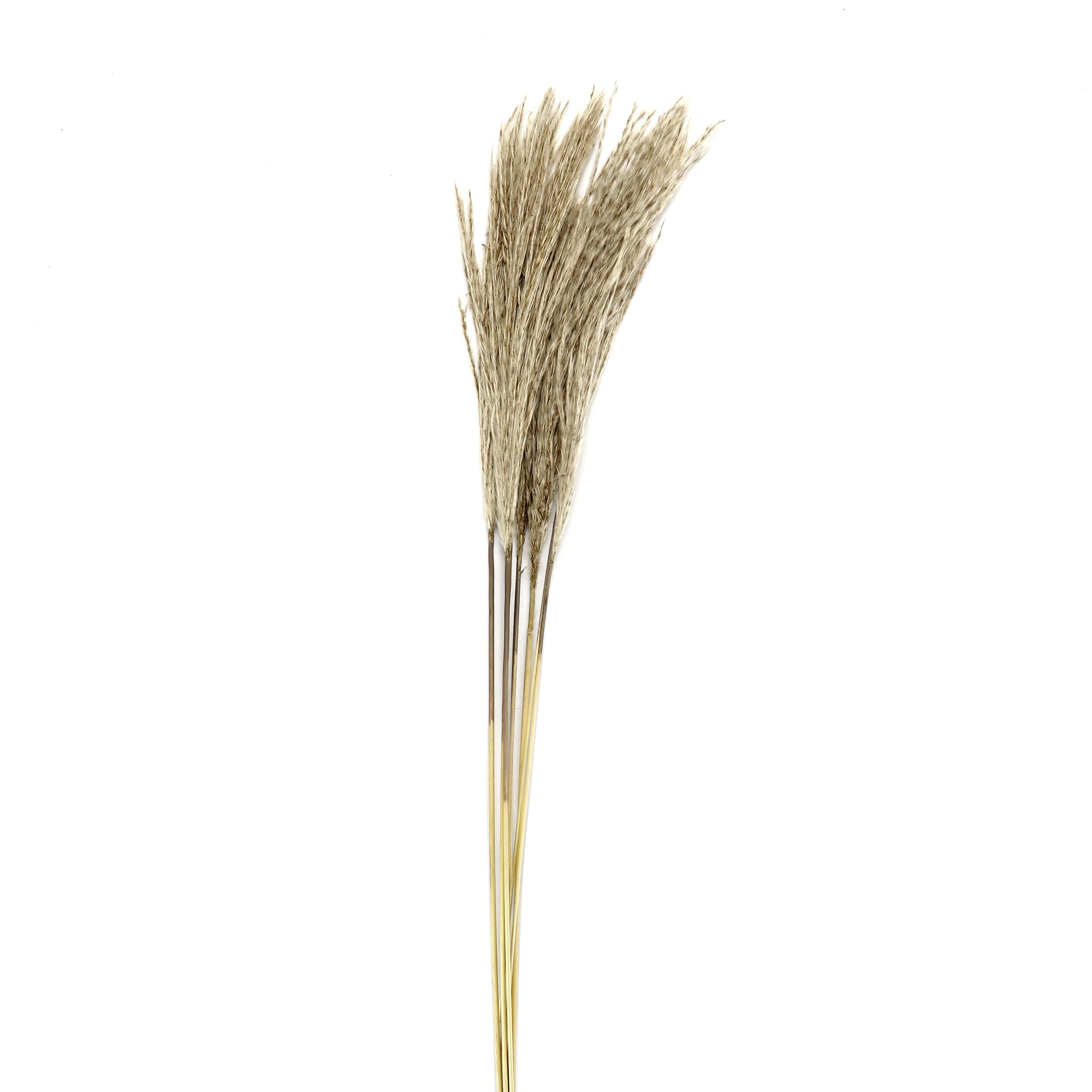 Dekorační Rostlina Sláma, V: 50-60cm - přírodní barvy, přírodní materiály (50-60cm) - Modern Living
