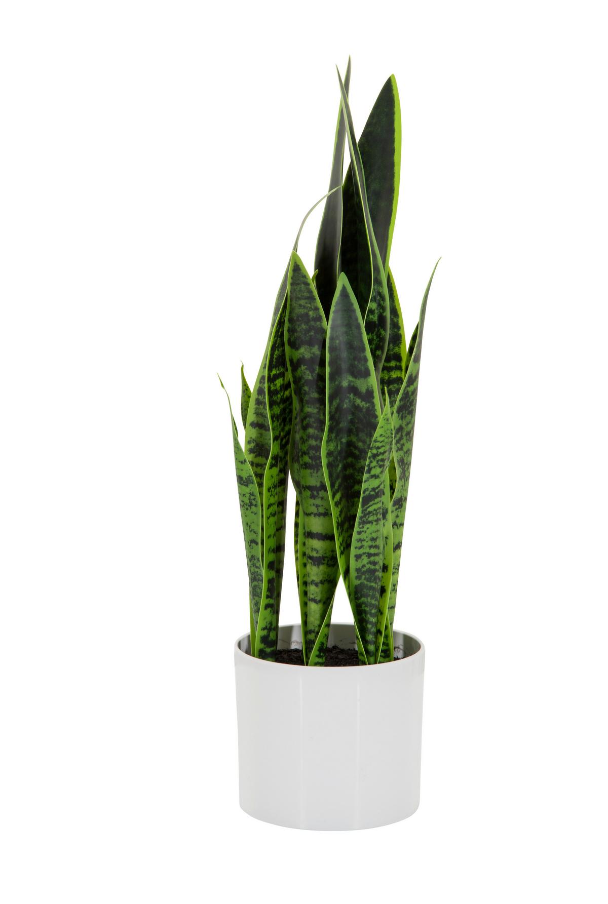 Kunstpflanze Sansevieria - Weiß/Grün, Basics, Kunststoff/Textil (16/65/16cm) - MID.YOU