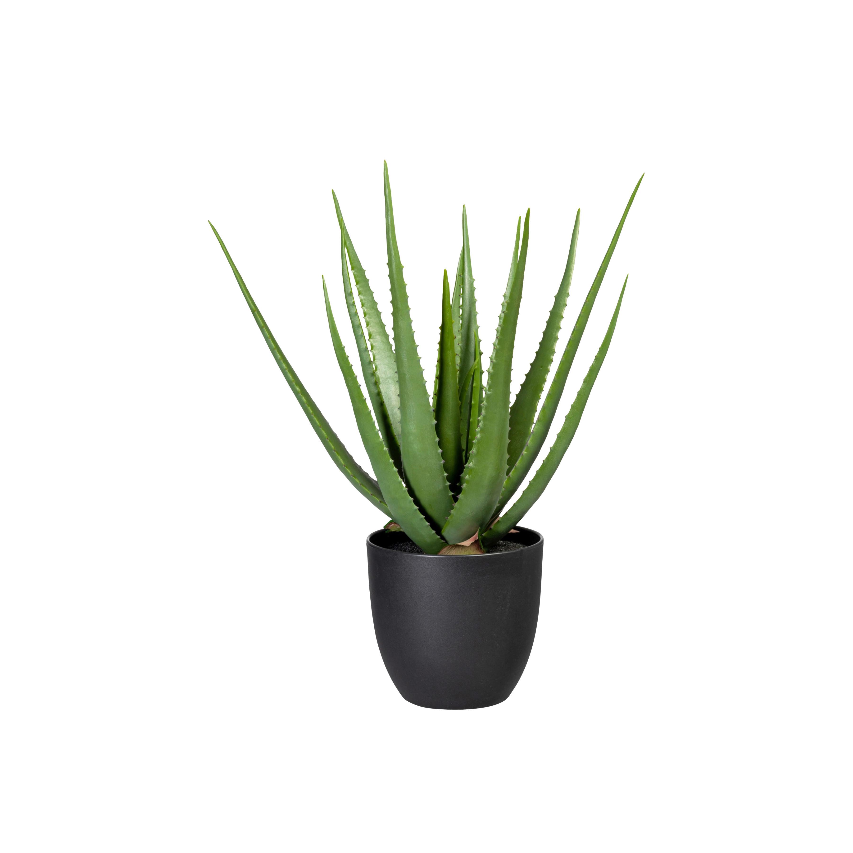 Kunstpflanze Sukkulenten Grün/Schwarz, 55 cm - Schwarz/Grün, Design, Kunststoff (55cm) - P & B