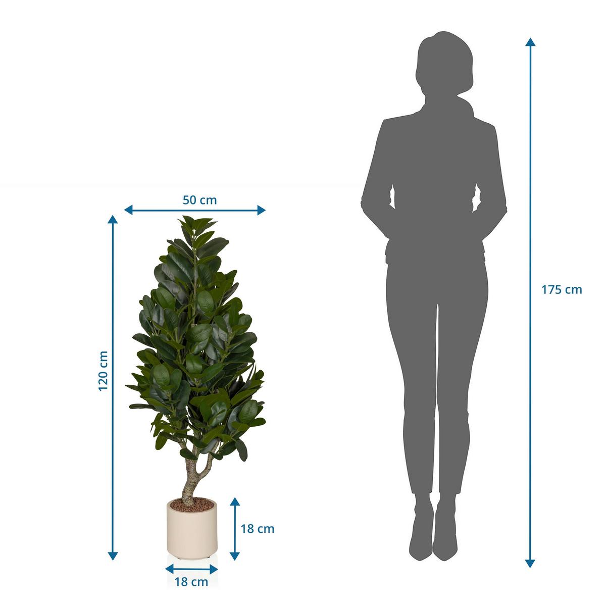KUNSTPFLANZE Garcinia Creme B: 50cm - Creme/Grün, MODERN, Kunststoff (50/120/50cm) - MID.YOU