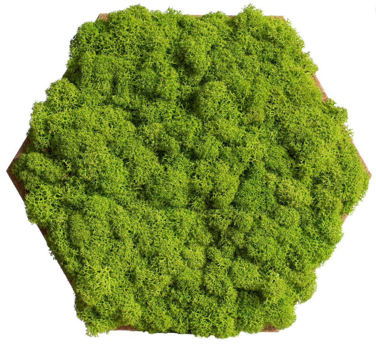 Moospaneel Grün Hellbraun B: 19 cm - Hellbraun/Grün, Basics, Naturmaterialien/Holz (19/22cm)