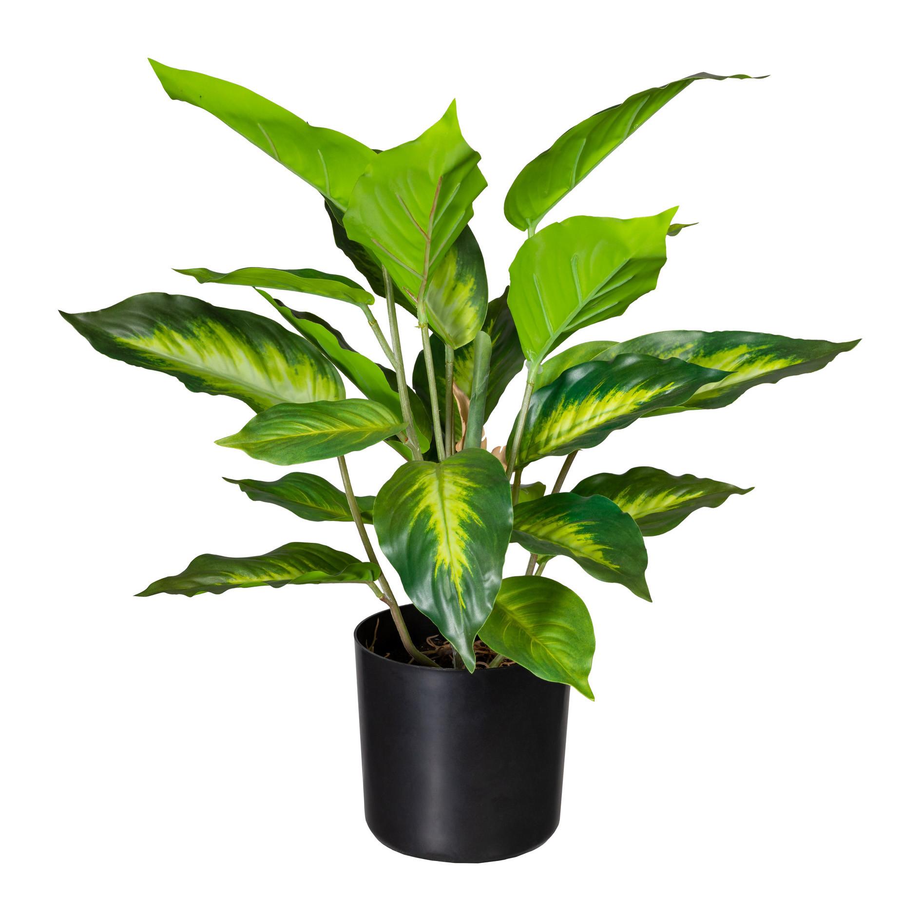 Kunstpflanze Dieffenbachia H: 45 cm - Schwarz/Braun, Design, Kunststoff (45cm) - P & B