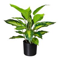 Kunstpflanze Dieffenbachia H: 45 cm - Schwarz/Braun, Design, Kunststoff (45cm) - P & B