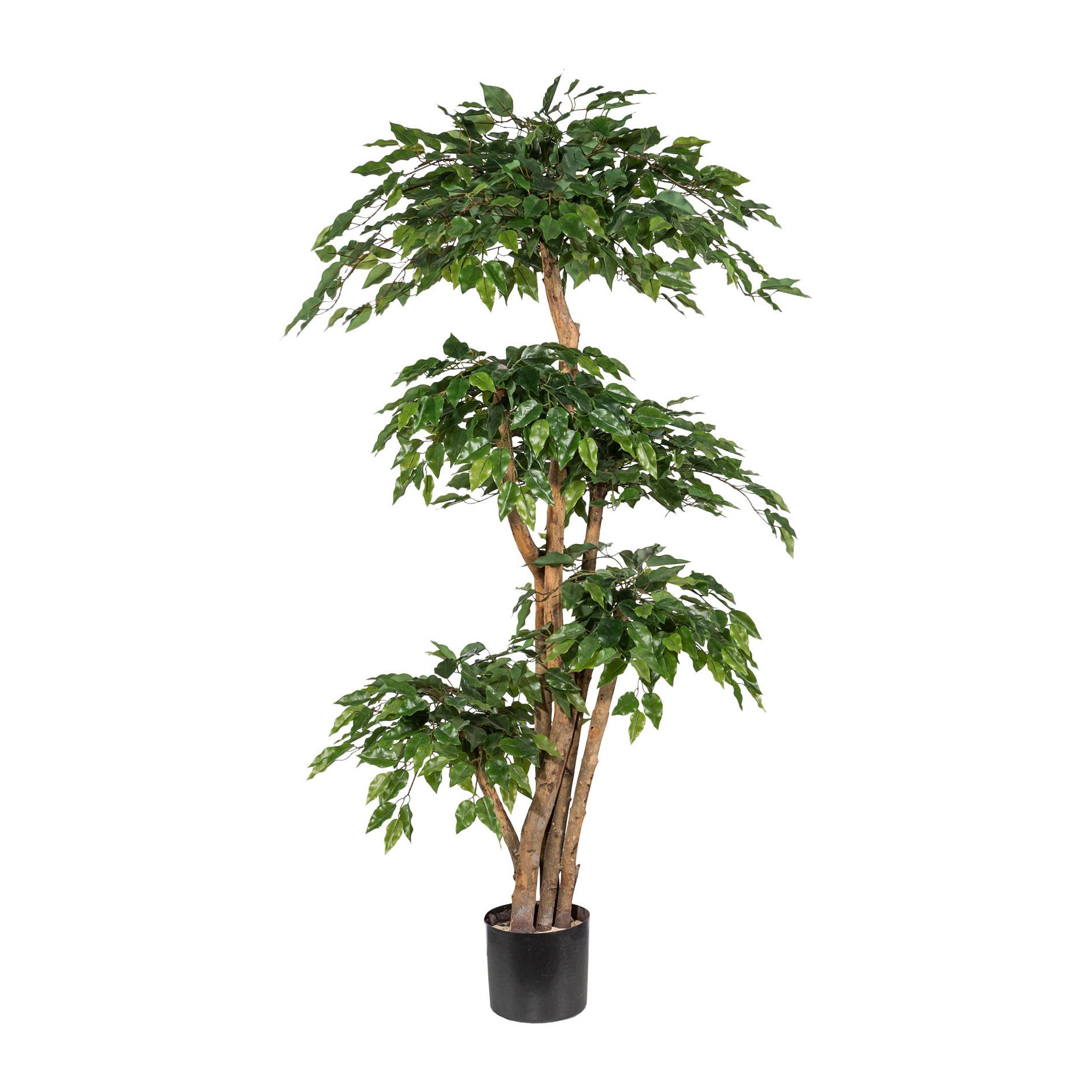 Kunstpflanze Ficus Benjamina H: 170 cm - Schwarz/Braun, Basics, Kunststoff (170cm) - P & B