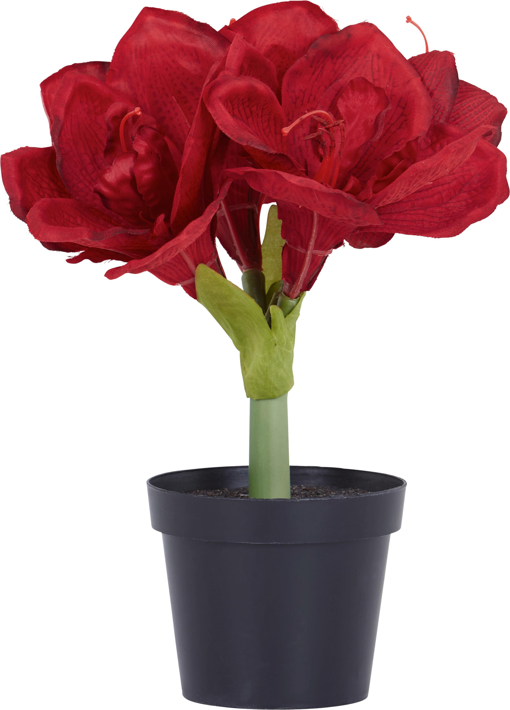AMARYLLIS Amaryllis - Braun/Grün, KONVENTIONELL, Kunststoff (32cm)