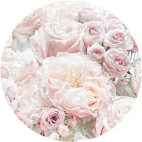 Fototapete D1-072 Pink And Cream Roses - Multicolor, Trend (125cm)