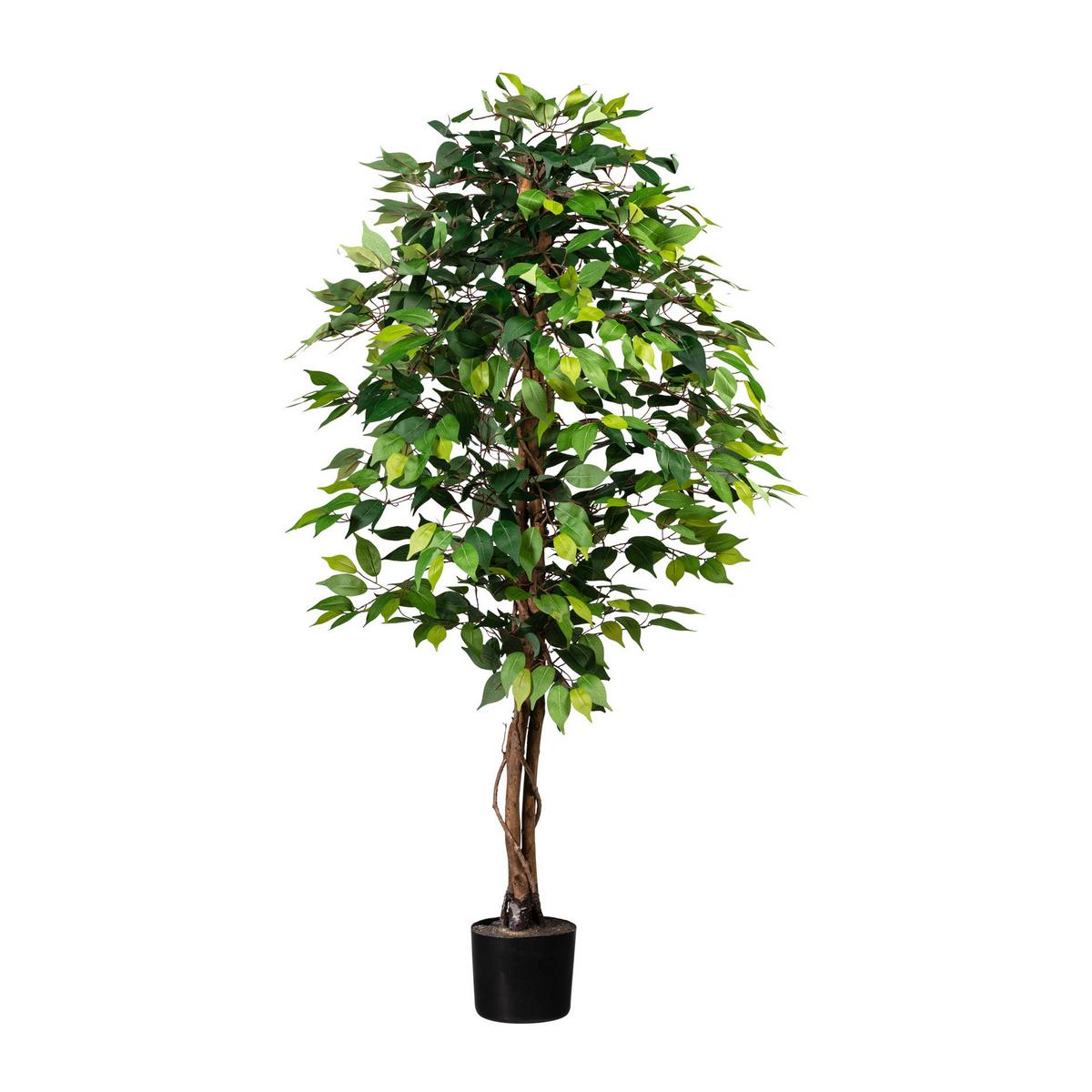 Kunstpflanze Ficus Benjamina H: 150 cm - Schwarz/Braun, Design, Naturmaterialien/Kunststoff (150cm) - P & B