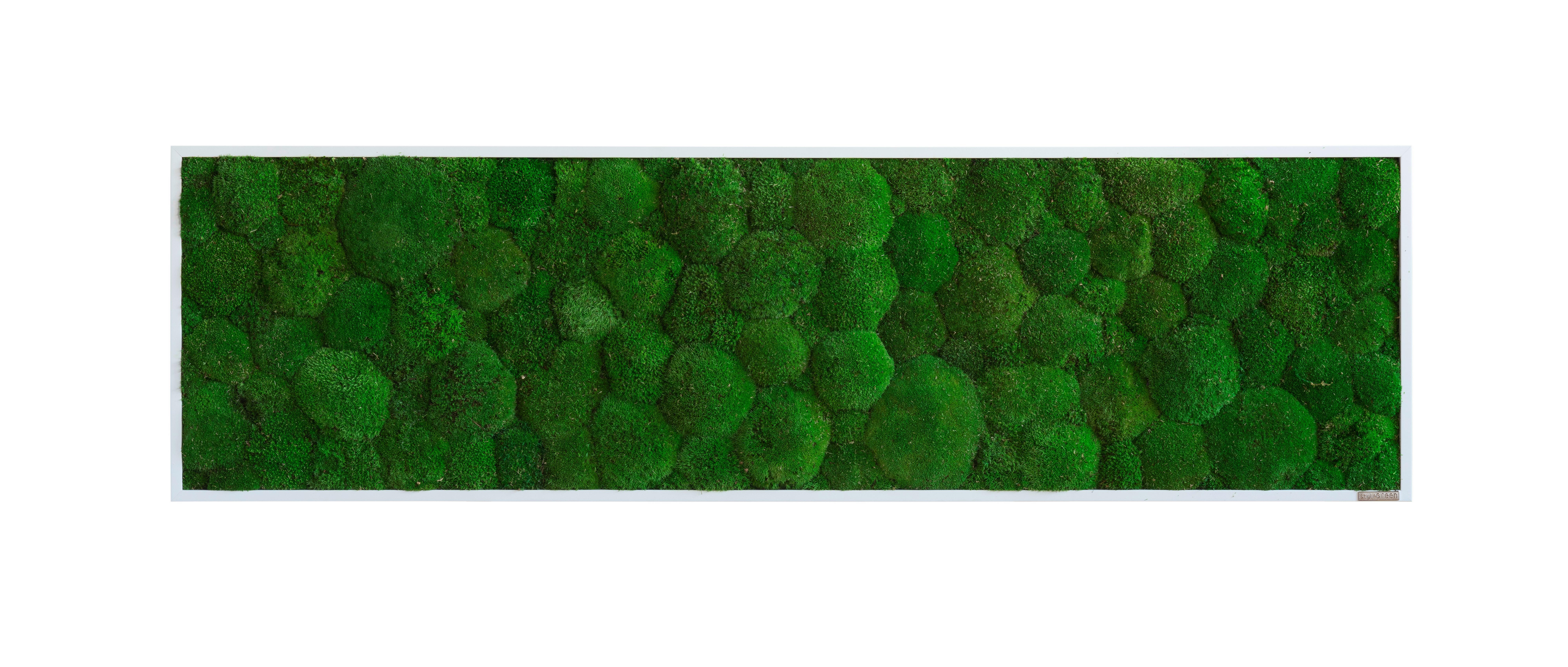 Moosbild Grün B: 140 cm - Weiß/Grün, Basics, Naturmaterialien/Holz (140/40/7cm)