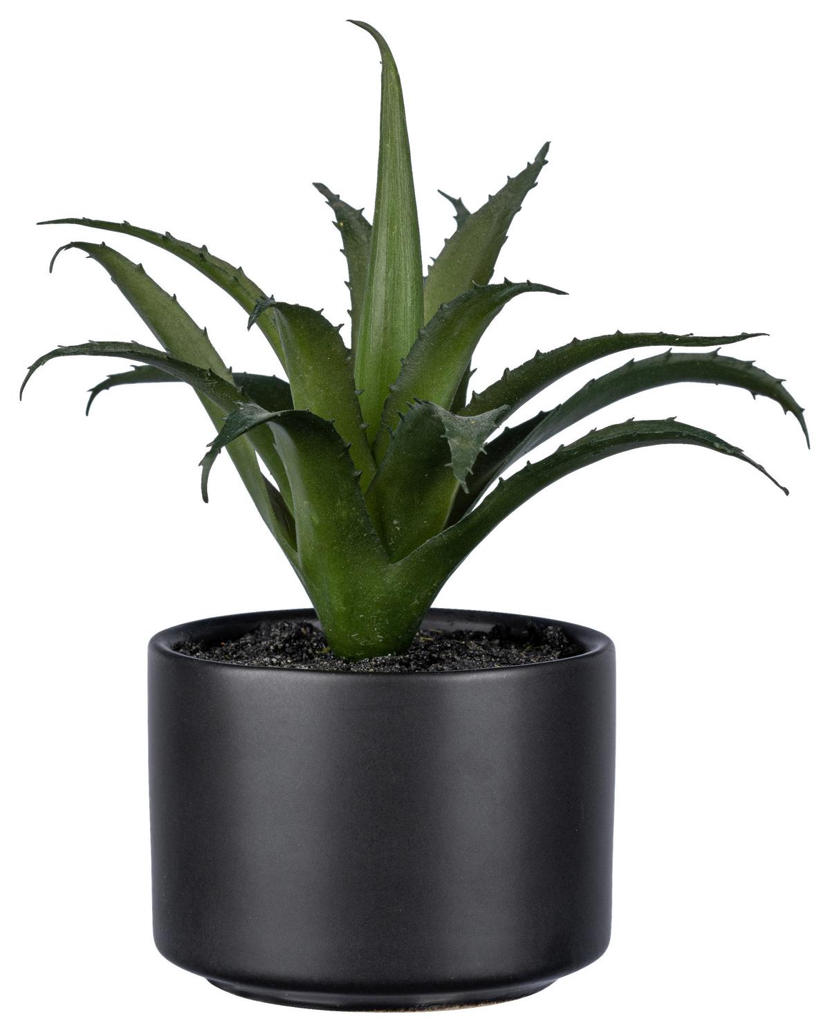 UMELÁ RASTLINA SUKKULENTE II - čierna/zelená, Basics, plast/keramika (15cm)