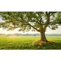 Fototapete The Magic Tree - Multicolor, Trend, Textil (450/280cm)