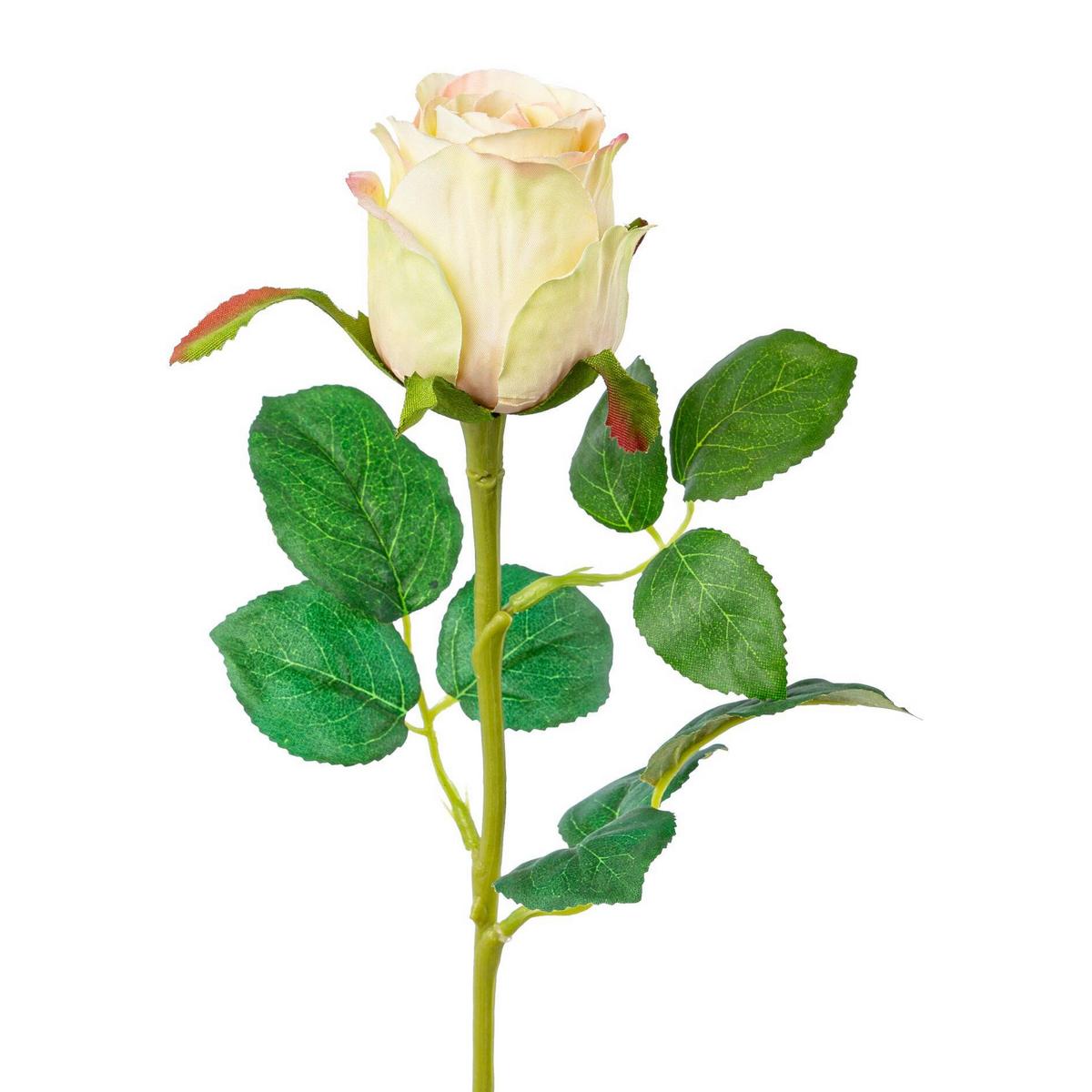 Kunstpflanze Rose Creme/ Grün L: 51 Cm Carima - Creme/Grün, KONVENTIONELL, Kunststoff (51cm)