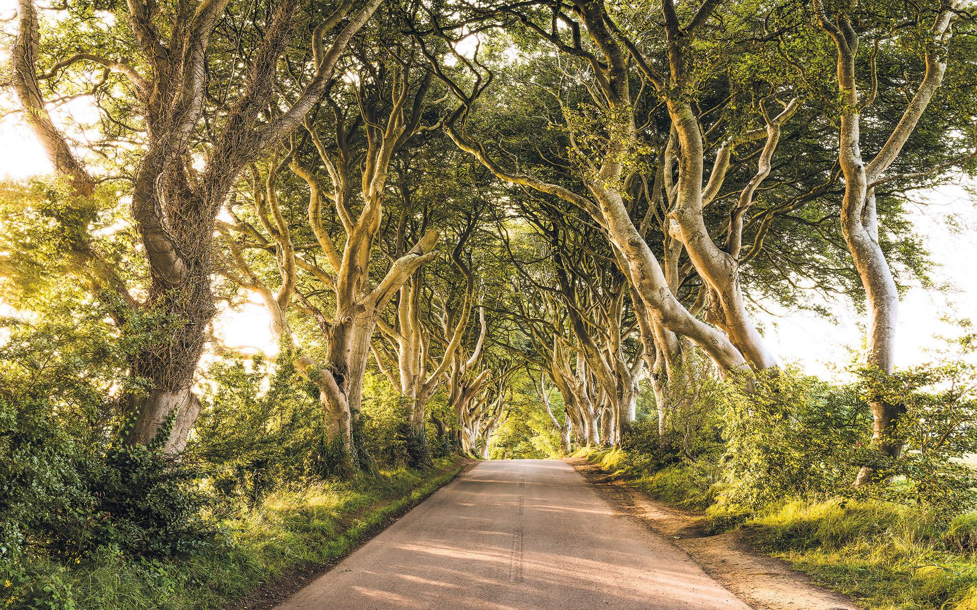 Vliestapete Sh057-Vd4 Golden Hedges - Natur (400/250cm)