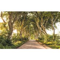 Vliestapete Sh057-Vd4 Golden Hedges - Natur (400/250cm)