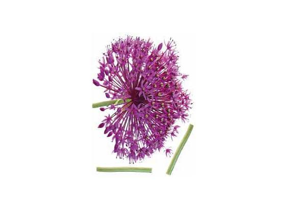 Ozdobné Nálepky 46367 Kds 50x70 Onion Flower - viacfarebná, plast (50/70cm) - Mömax modern living Ozdobné Nálepky 46367 Kds 50x70 Onion Flower - viacfarebná, plast (50/70cm) - Mömax modern living