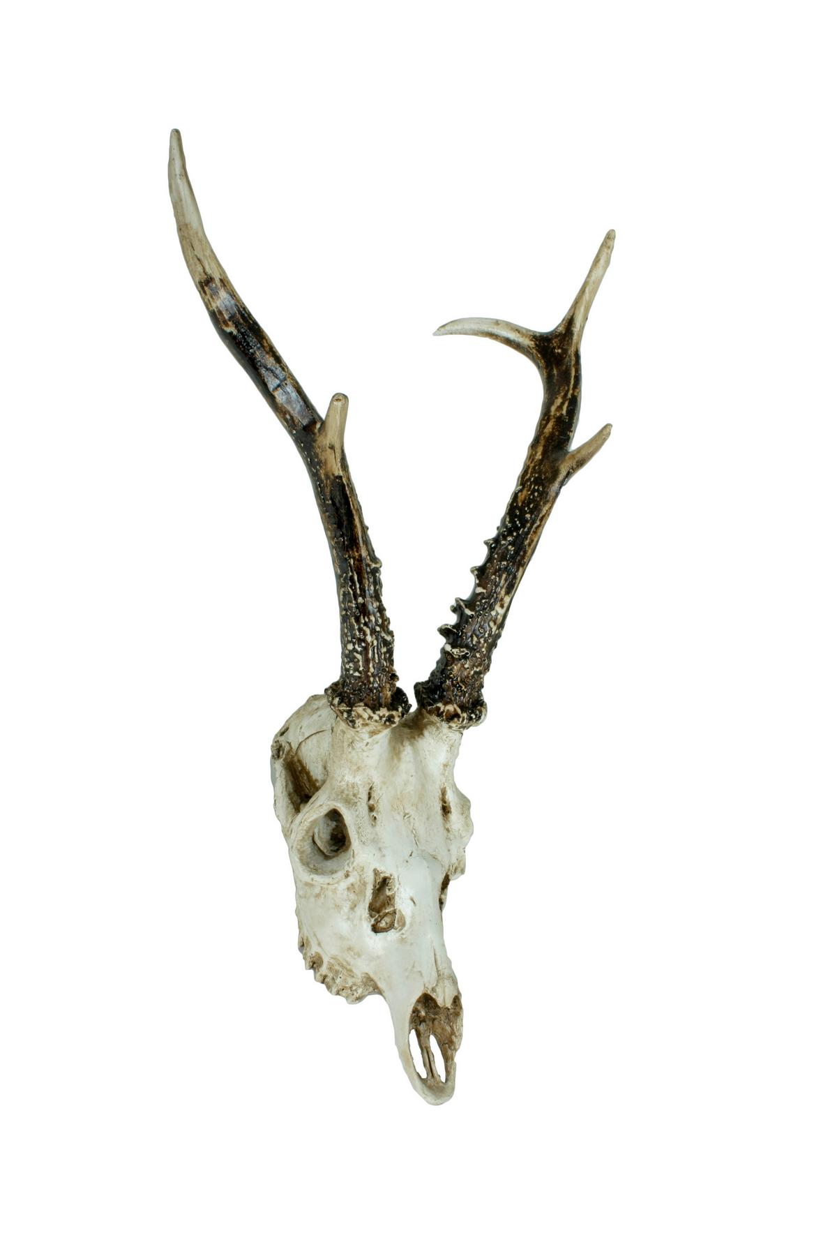 Geweih Naturfarben B: 23,5 Cm - Naturfarben, Basics, Kunststoff (23,5/39/24cm)