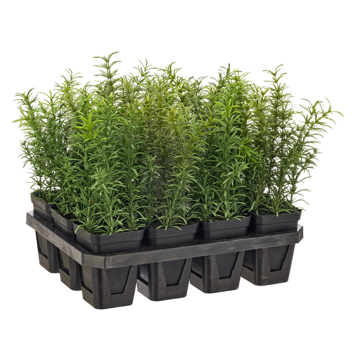 Umelá rastlina ROSMARIN II -PAZ- - čierna/zelená, Basics, kov/plast (25cm) - Mömax