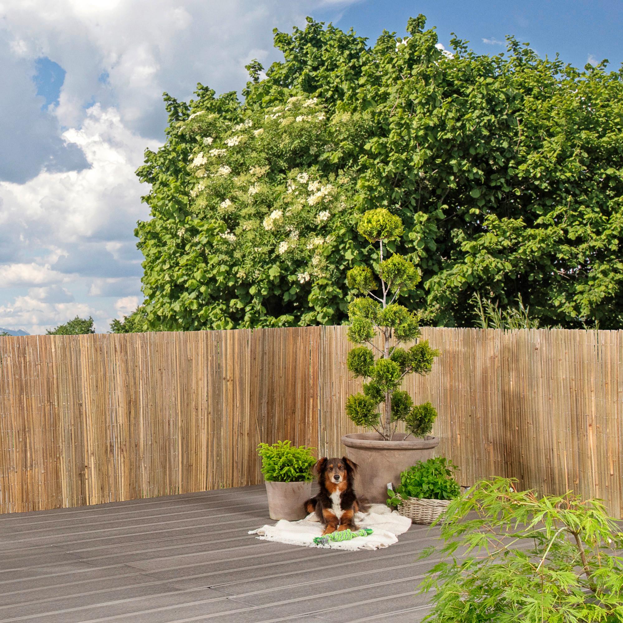 Sichtschutz Mitake Natur 100x300 Cm - Naturfarben, Basics, Naturmaterialien (100/300cm)